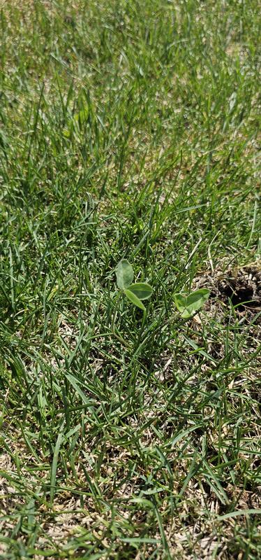 Photo - commentaire 4.