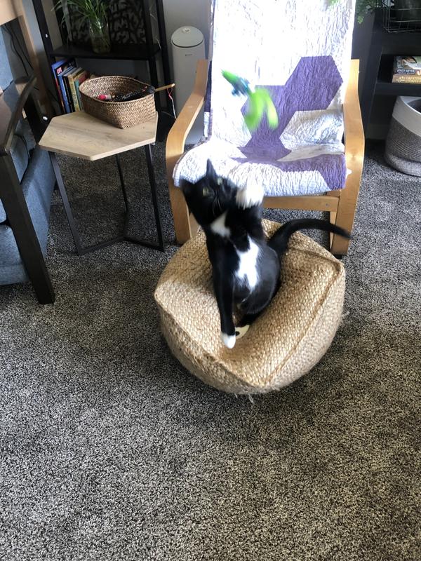 my cats never like the same toys but they all agree on this one.