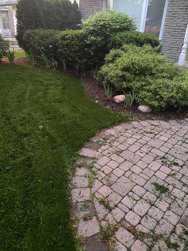 My lawn post-planting seed.