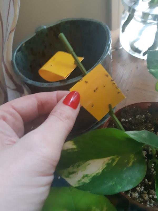 Photo - commentaire 6.