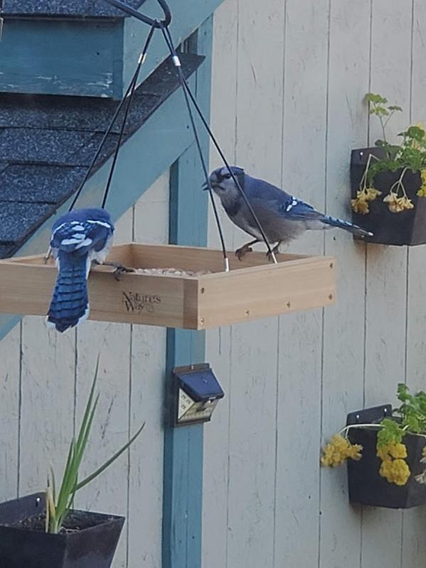 Two blue jays