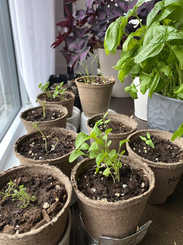 Repotted seedlings.