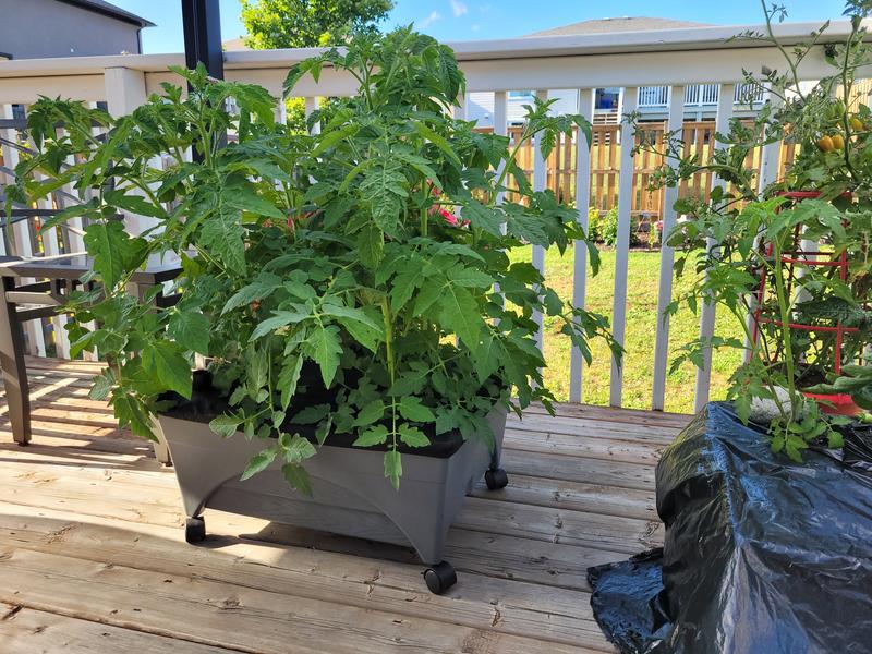 Plants with fertilizer and control plant (right side)