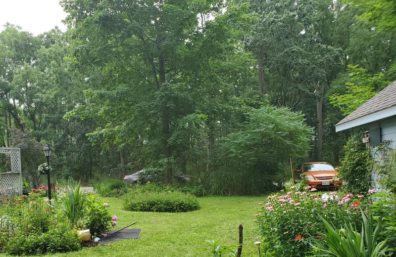 echinacea on right after 3 day rain wind storm