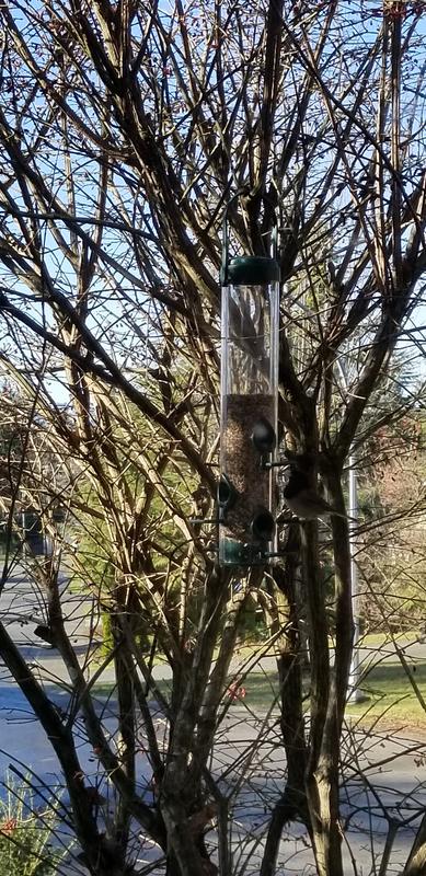 love for the birdies