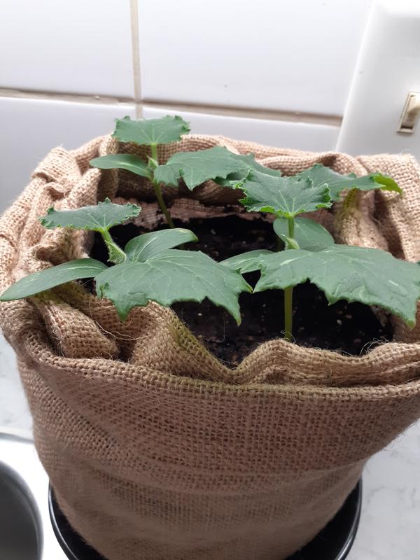 Photo - commentaire 1.