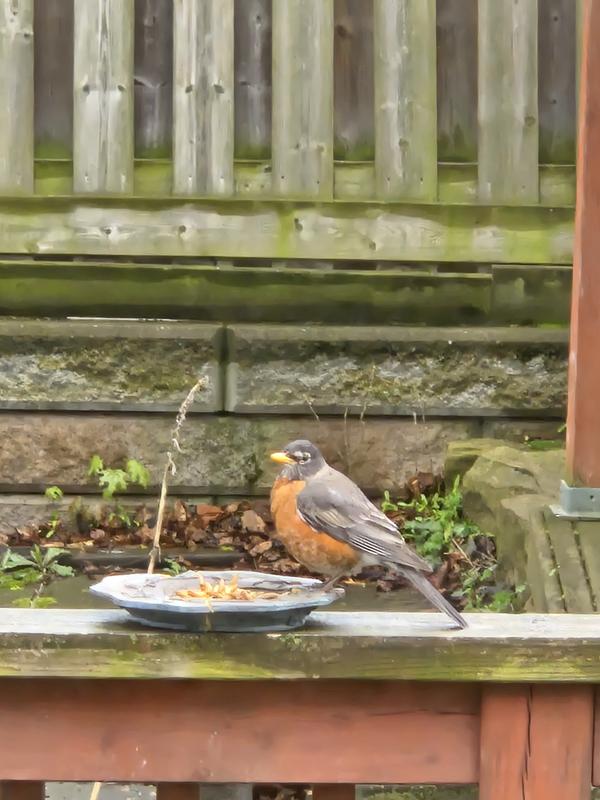 Robin getting food for herself and babies