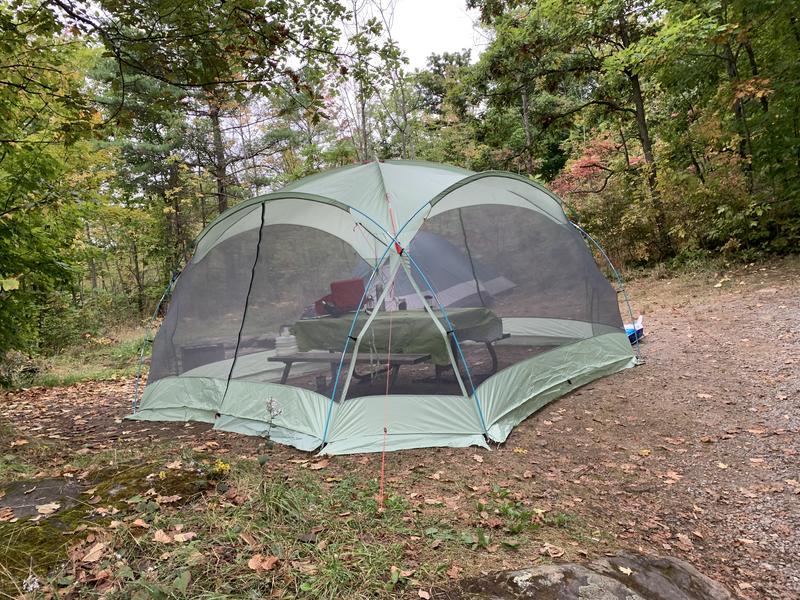 Zoom in to see the wasps on the top