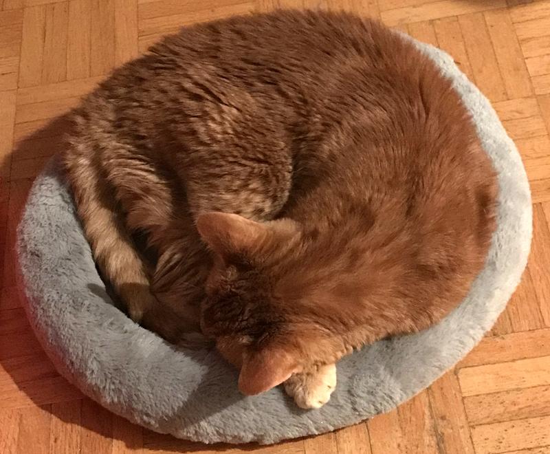 Big insists on sleeping in it too