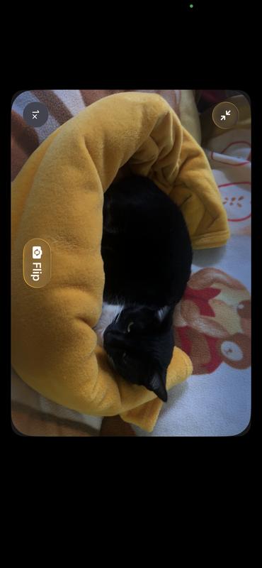 Happy and healthy with a full belly of delectable licks!