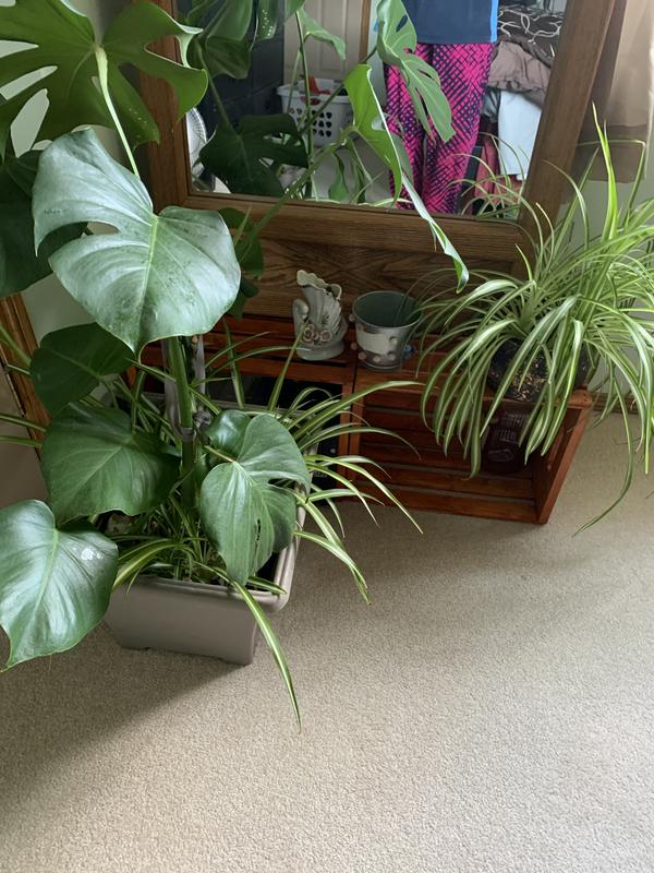 Photo - commentaire 6