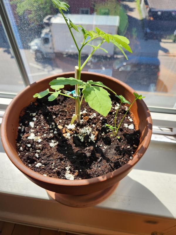 Cherry tomatoes