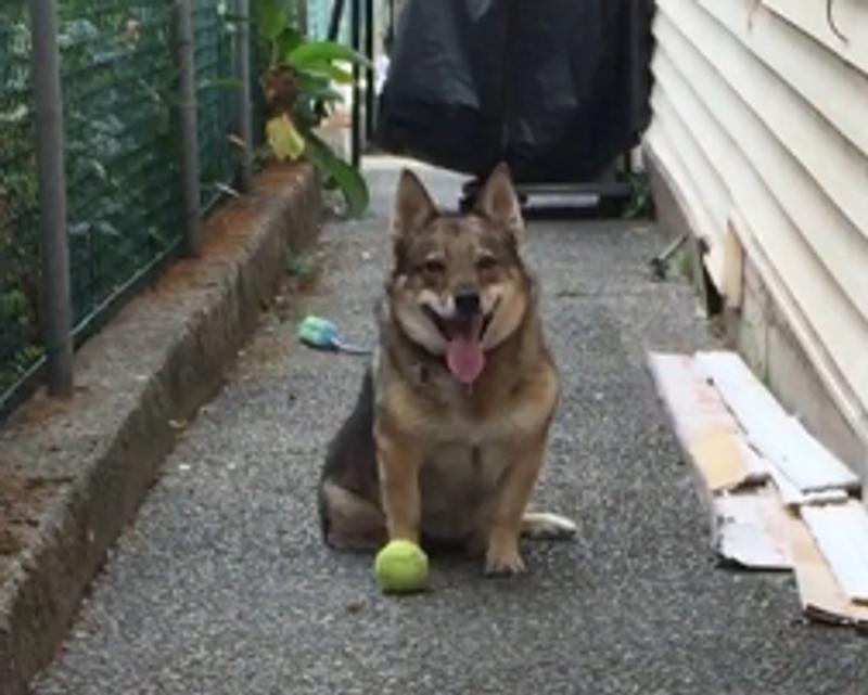Happy little guy with Matrix tennis balls from Canadian Tire