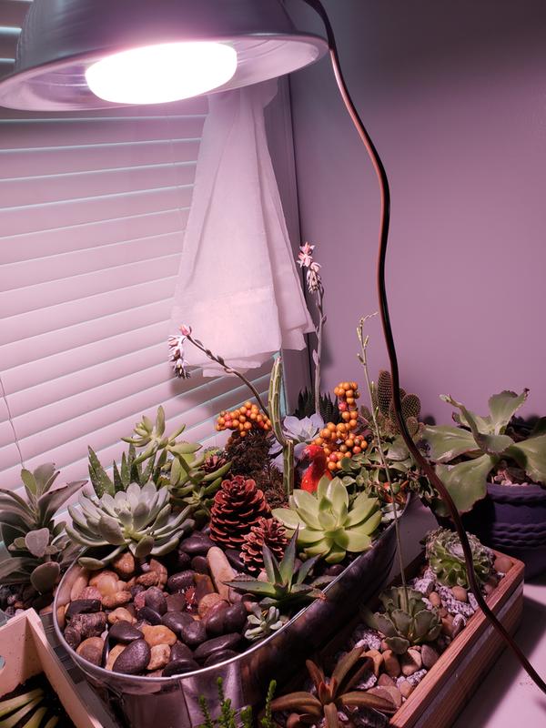 My plants with my grow light