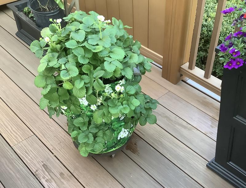 Strawberry patio planter