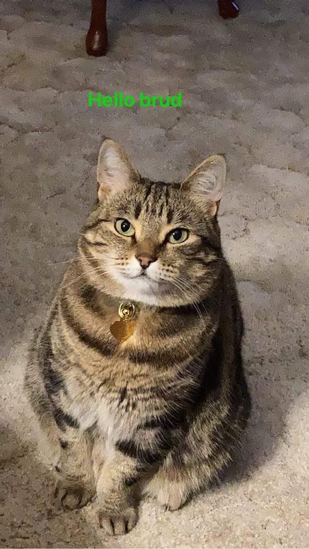 Miss Cleo is my precious fur baby. She loves her treats and our special cuddle times