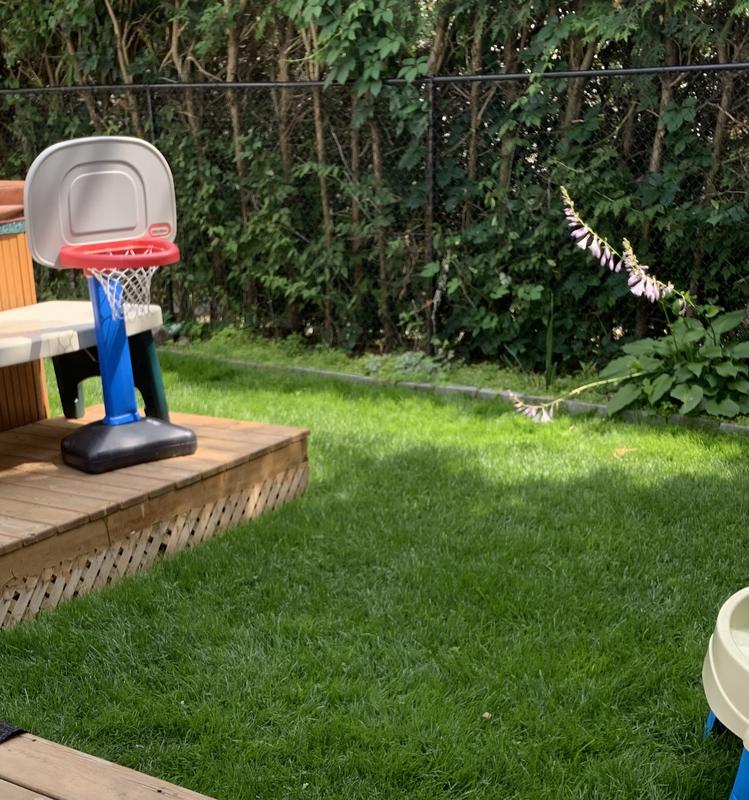 Backyard, taken July 2021