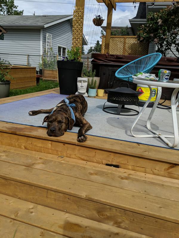 Even the dog is sad about it.