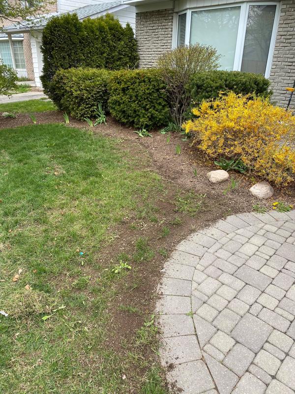 My lawn prior to planting seed...