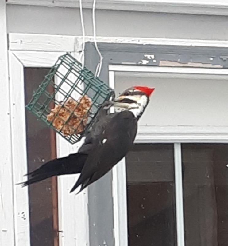 Pileated