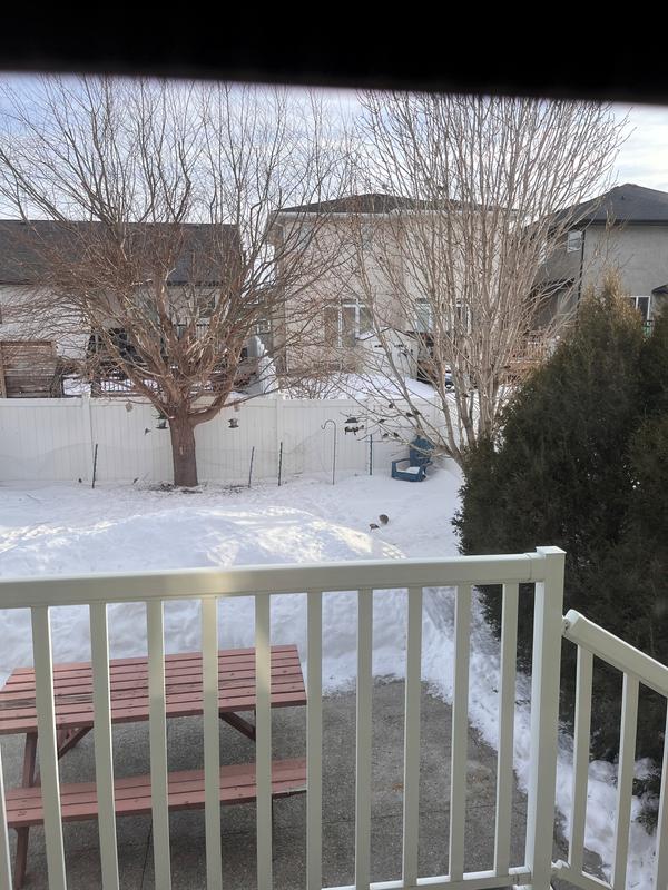 Birds is eatin the nuts. Aha ahahaha.