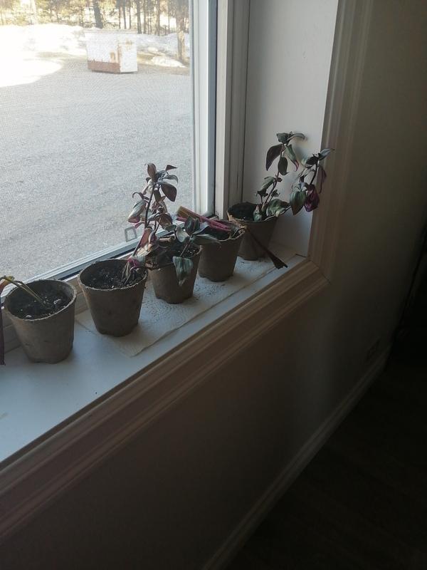 Two different sizes of pots