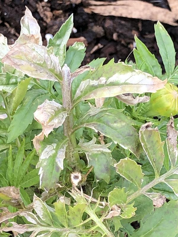 After Bobbex spray. Turned white, dry, chewed, dying.