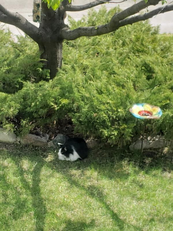 Photo - commentaire 1.