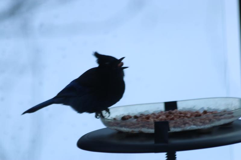 Photo - commentaire 2.