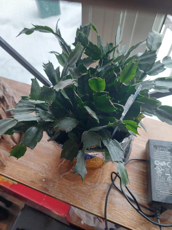 Photo - commentaire&nbsp;1.