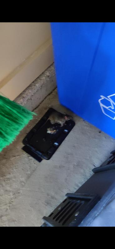 Small mouse trapped.