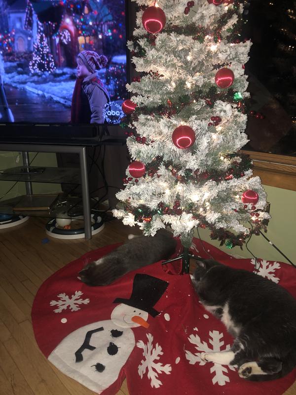 My cats love sitting under it