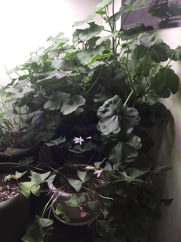 The geranium has really filled out.