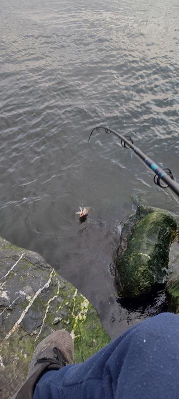 Photo - commentaire&nbsp;1.