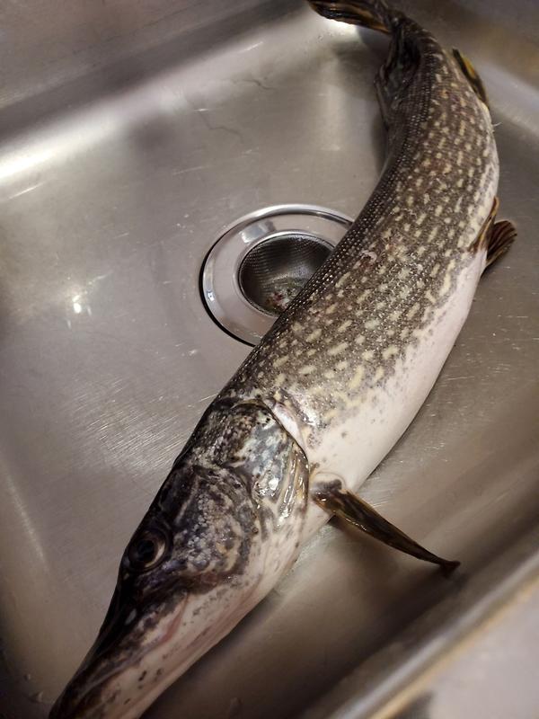 Pike