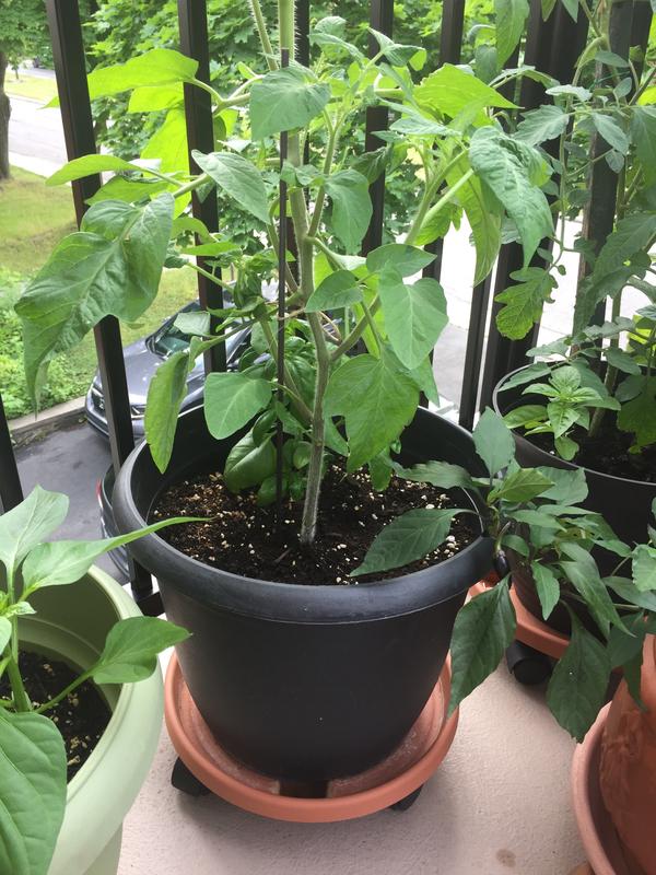 Balcony plants on plant caddy