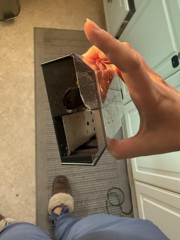 Mouse chewing through trap in under 8 hours.