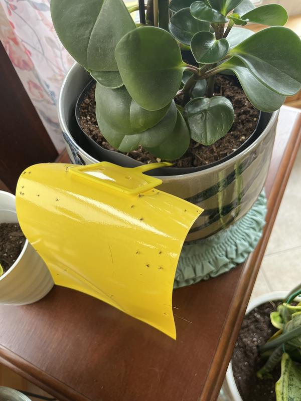 Fungus gnats in Miracle Grow Cactus soil purchased