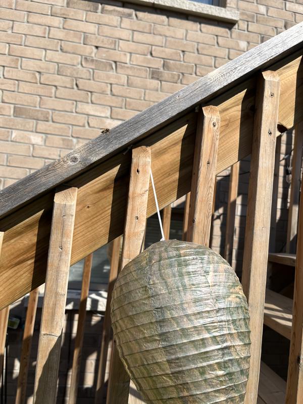 See the wasp on the railing right above the nest