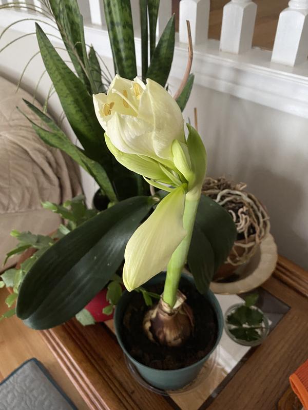 Beginning it’s glorious bloom !