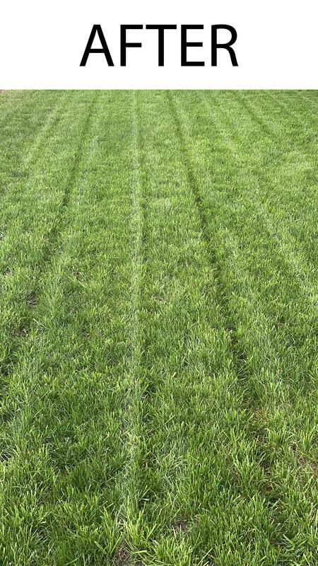 Four weeks after overseeding and fertilizing.