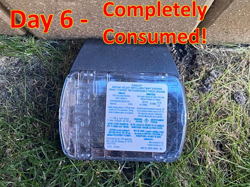 Green block fully consumed in 5 nights!  Mice obviously aren't dying and keep coming back for more!