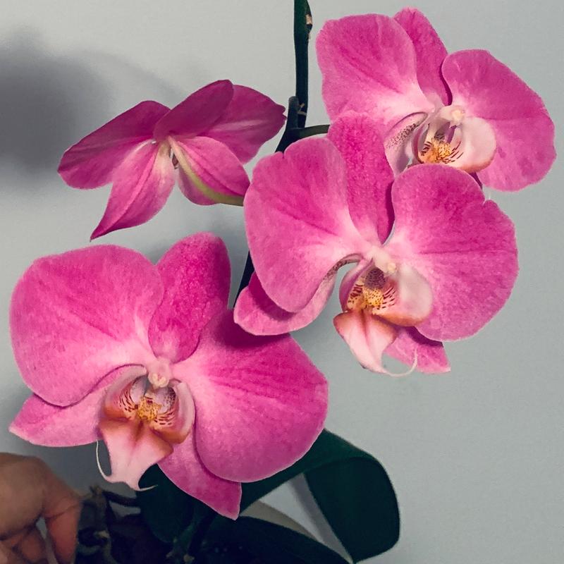 Photo - commentaire&nbsp;4.