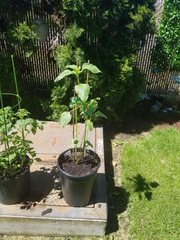 Plastic pot from Canadian Tire