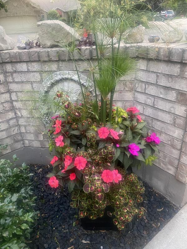 My flowers need water daily in the summer and with my hose which does not twist, my job is made so much easier