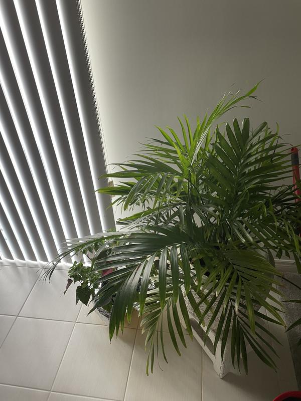 Photo - commentaire 7.