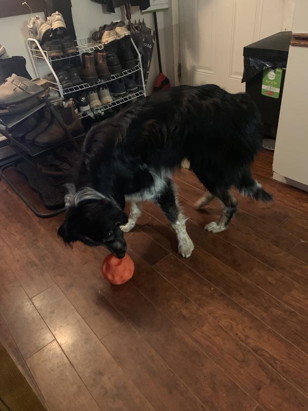 Even when it’s empty he loves to bounce it around and chase it