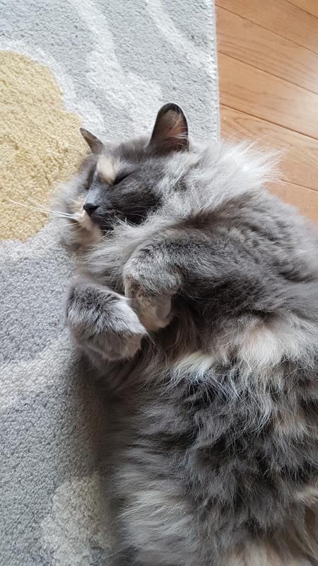 Photo - commentaire&nbsp;1.