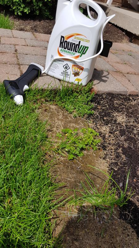 BEFORE spraying with RoundUp Advanced