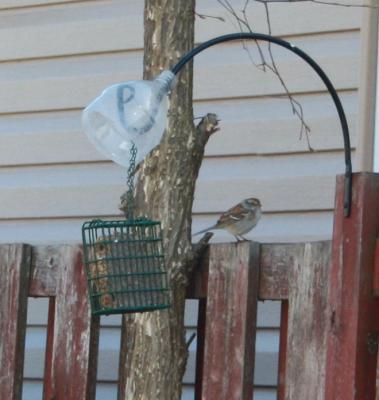 Sparrow debating having some suet